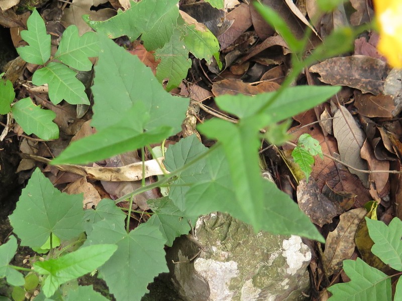 Anoda leonensis photo 6