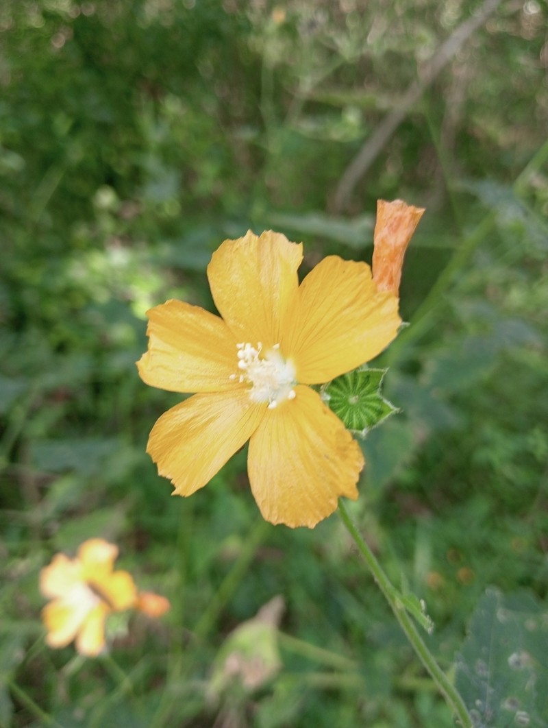 Anoda leonensis photo 8