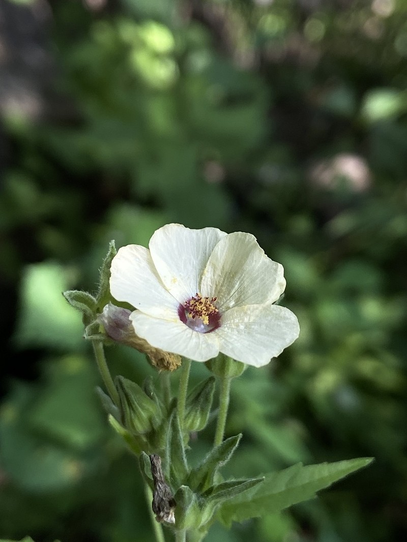 Anoda maculata