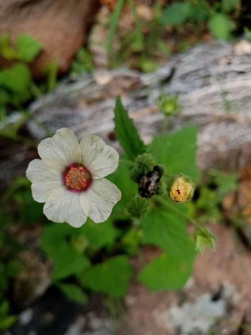 Anoda maculata photo 5