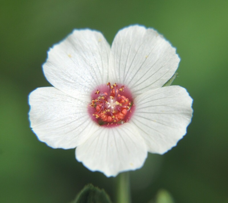 Anoda maculata photo 6