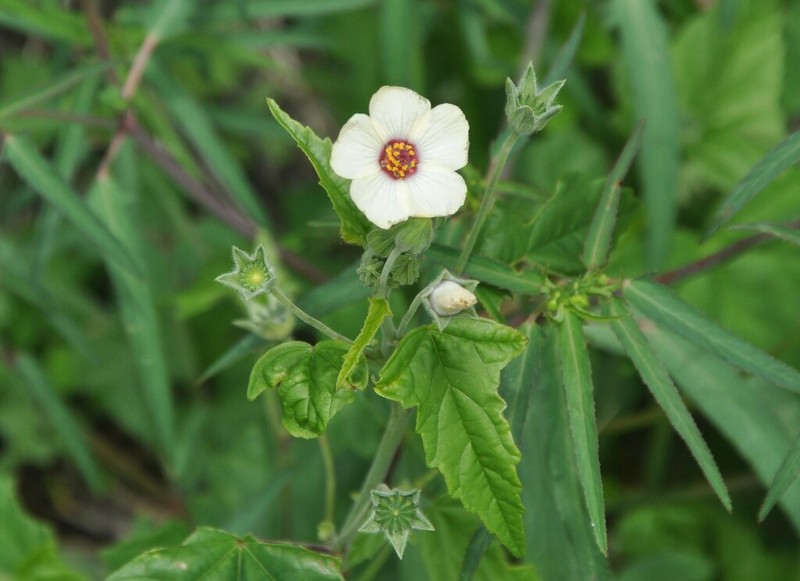 Anoda maculata photo 8