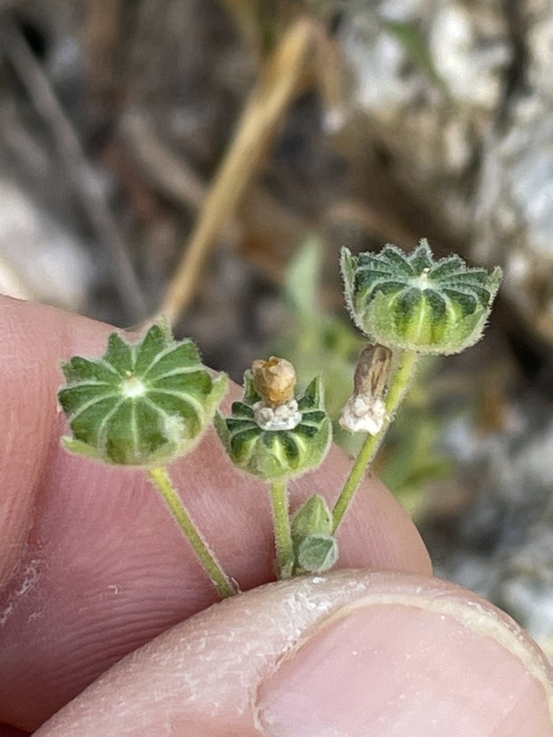 Anoda palmata
