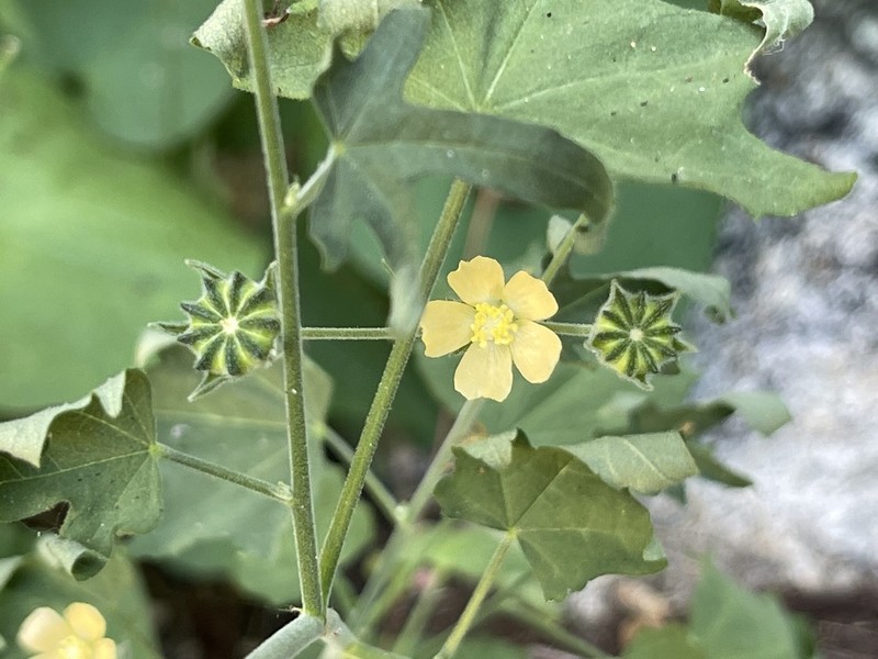 Anoda palmata photo 3