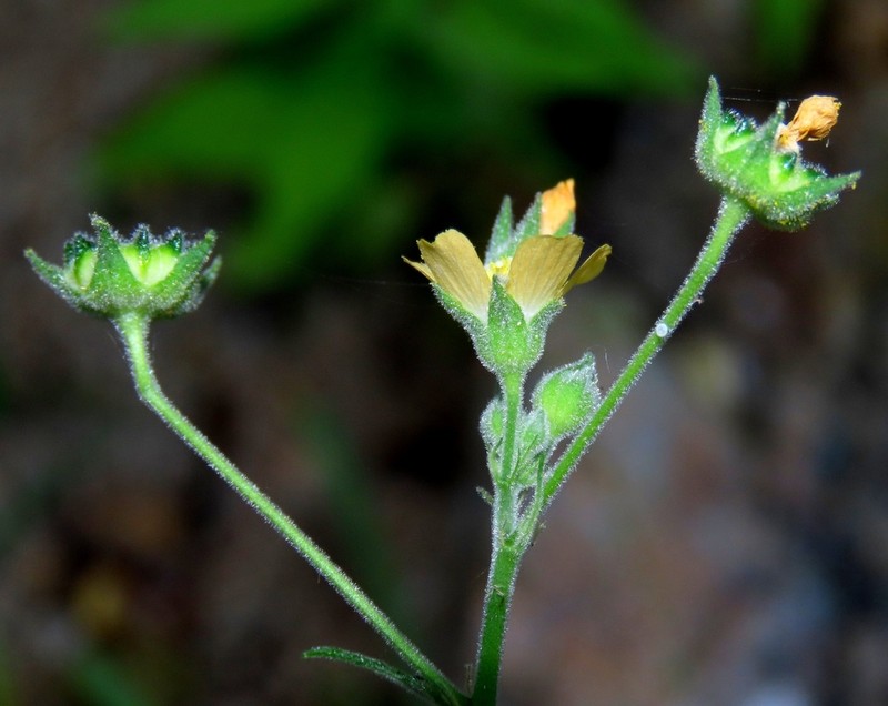 Anoda palmata photo 8