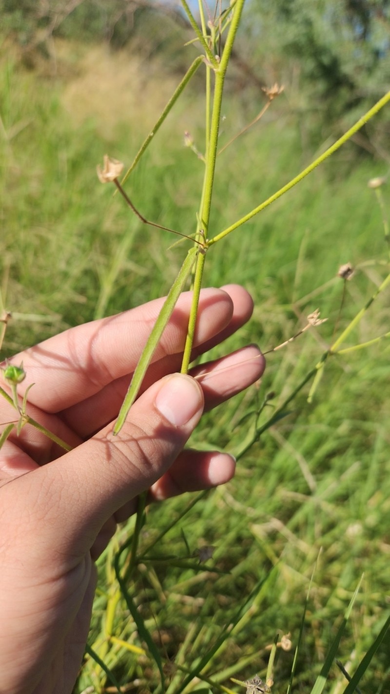 Field Anoda photo 2