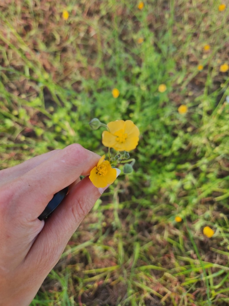 Field Anoda photo 6