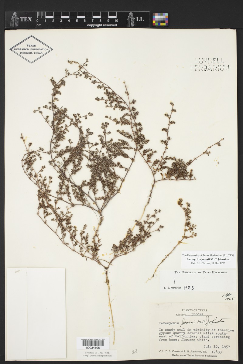 Anoda pubescens photo 2