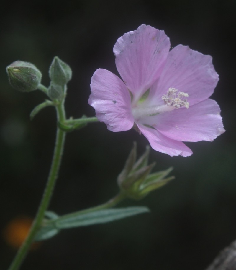 Anoda pubescens
