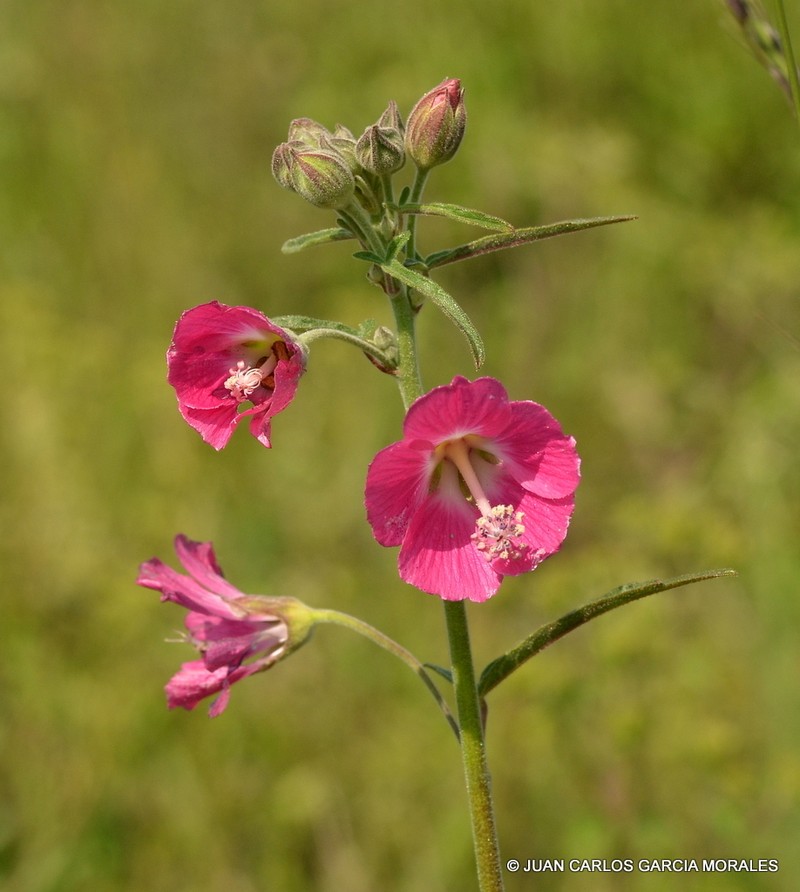 Anoda speciosa