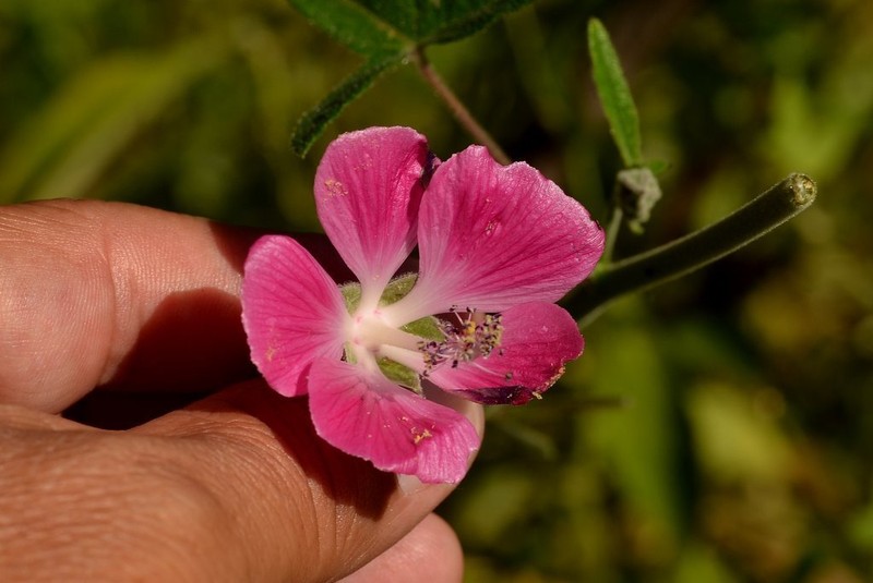 Anoda speciosa photo 2