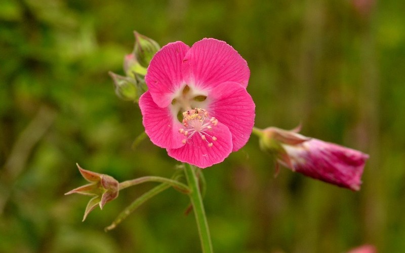 Anoda speciosa photo 3