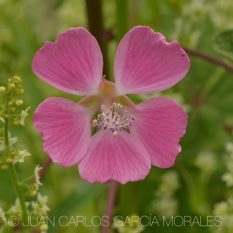 Anoda speciosa photo 4
