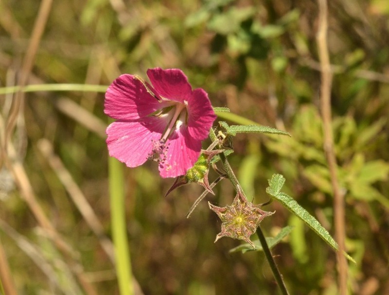 Anoda speciosa photo 5