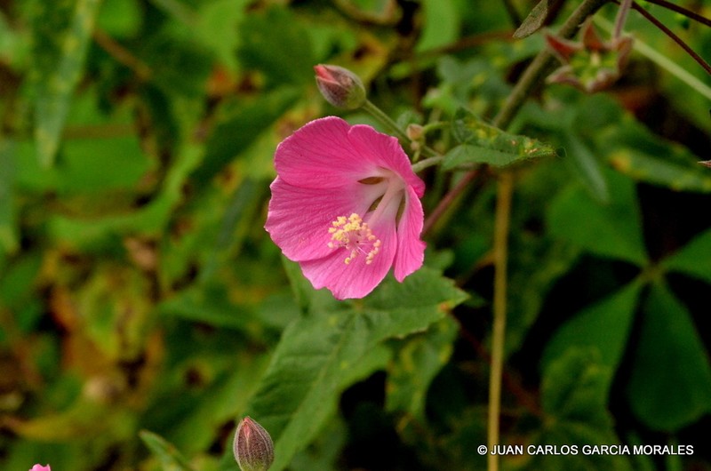 Anoda speciosa photo 7