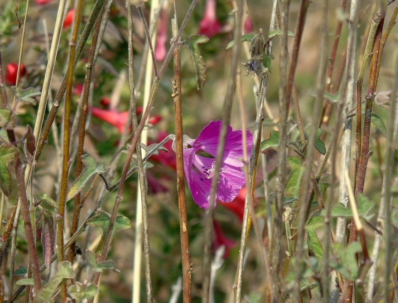 Anoda speciosa photo 8
