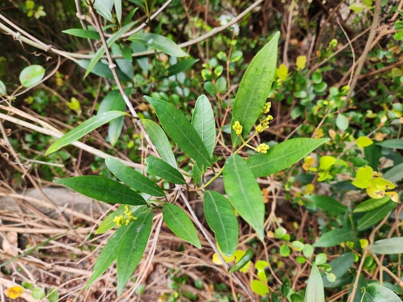 Anodendron affine