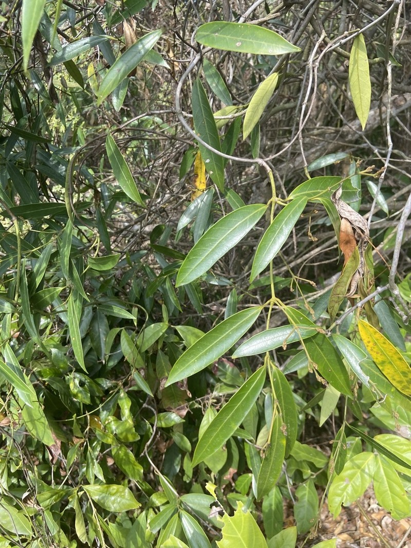 Anodendron affine photo 2