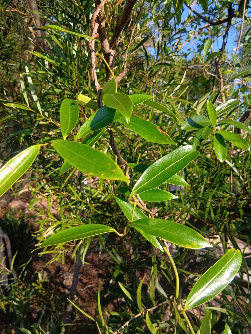 Anodendron affine photo 3