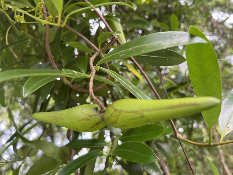 Anodendron affine photo 4