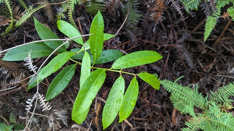 Anodendron affine photo 6