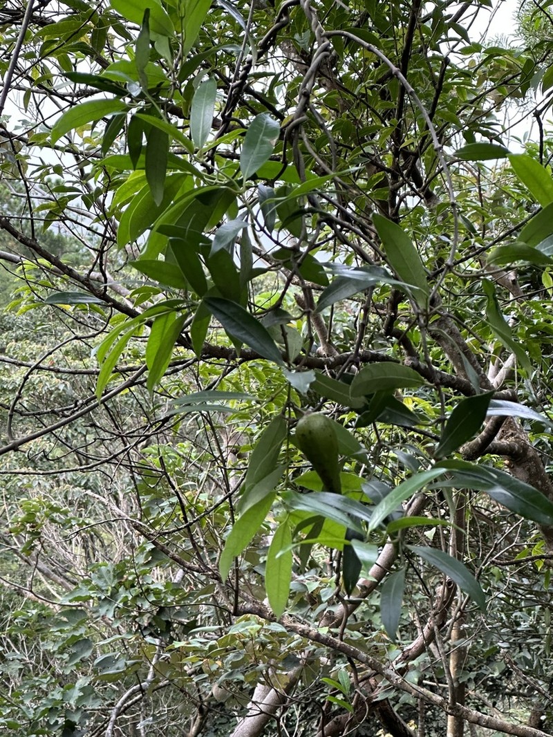 Anodendron affine photo 7