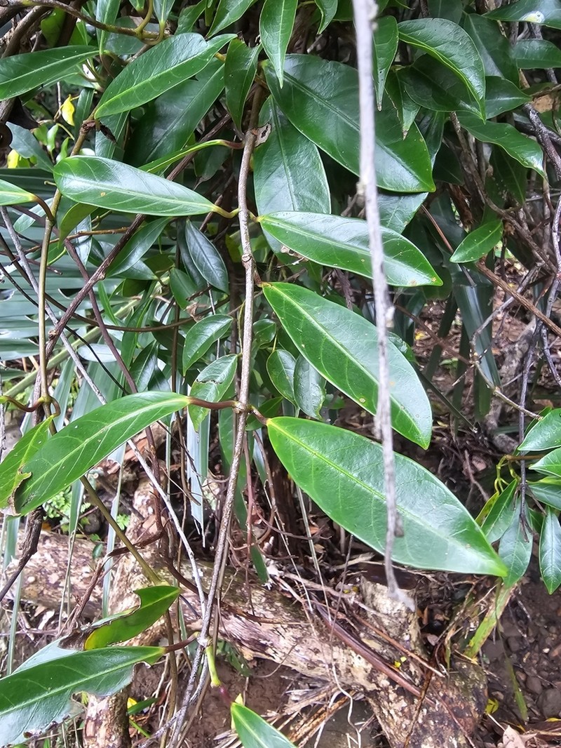 Anodendron affine photo 8