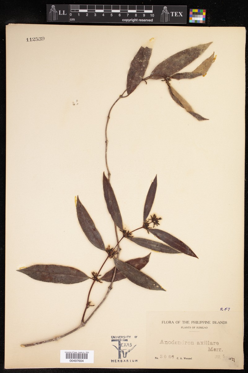 Anodendron axillare
