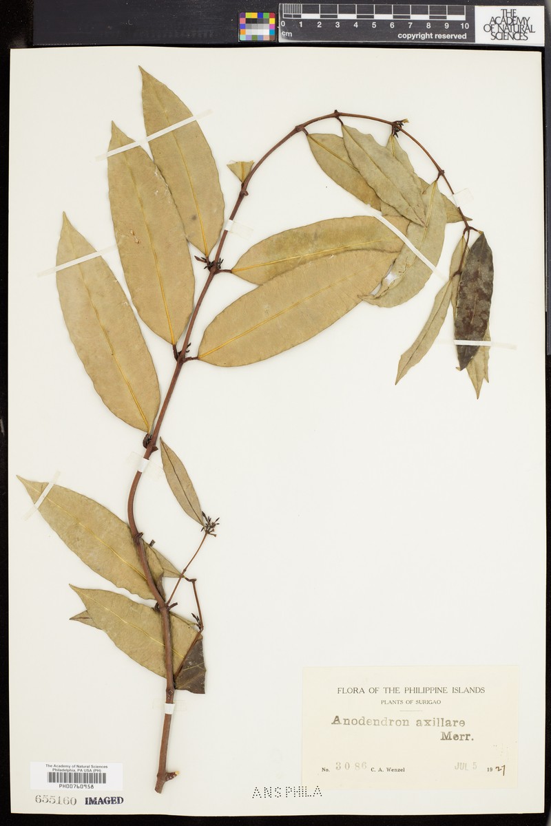 Anodendron axillare photo 2