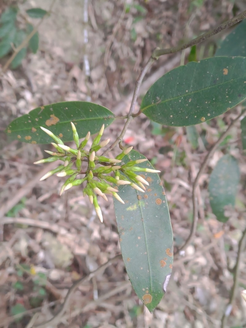 Anodendron benthamianum