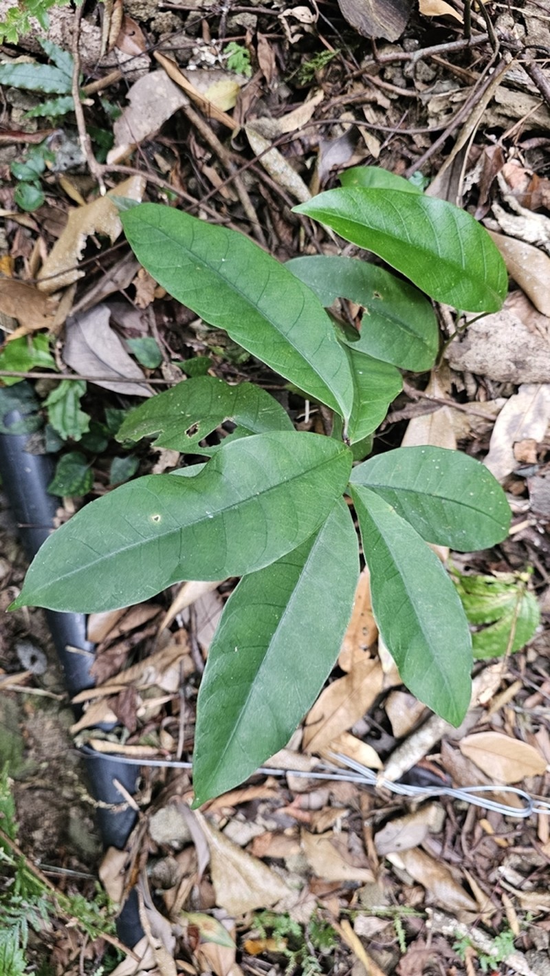 Anodendron benthamianum photo 2