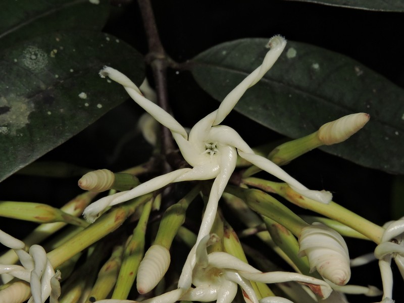 Anodendron benthamianum photo 3