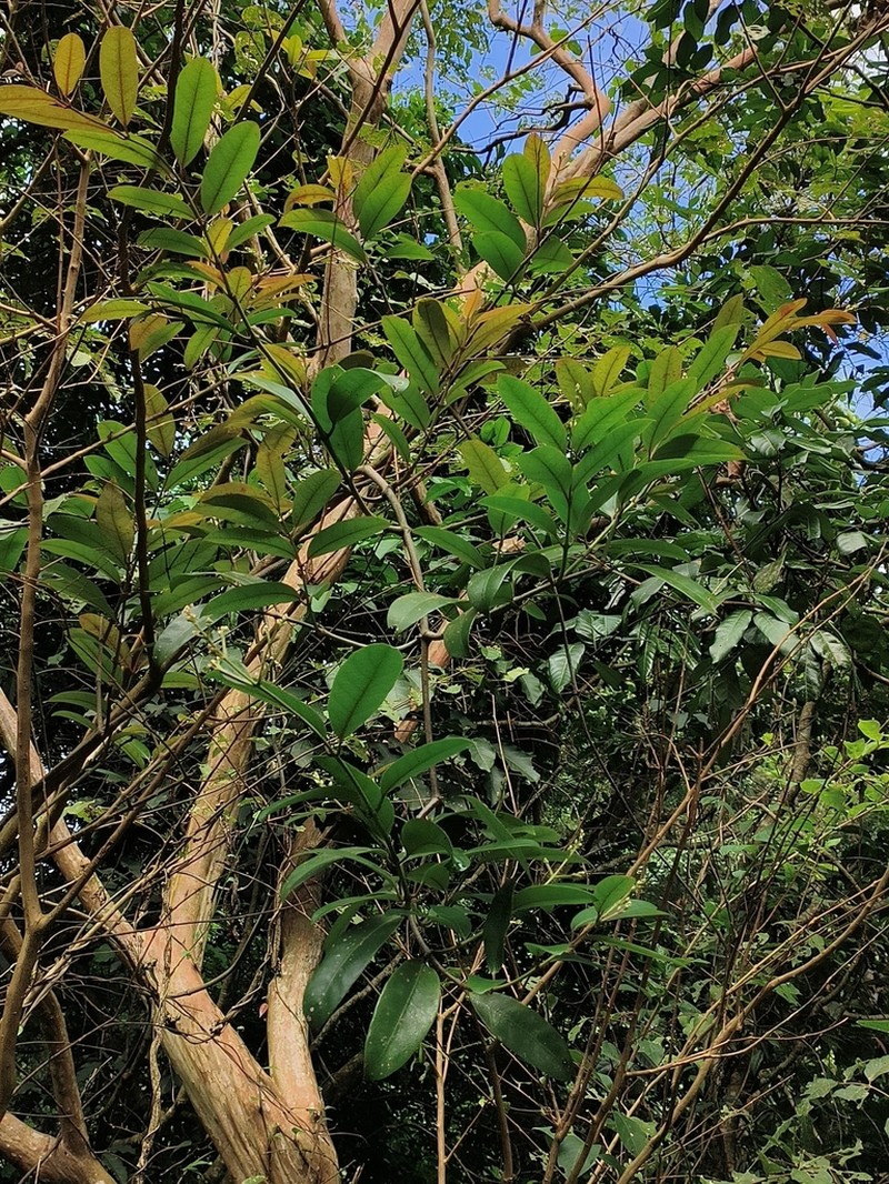 Anodendron benthamianum photo 4