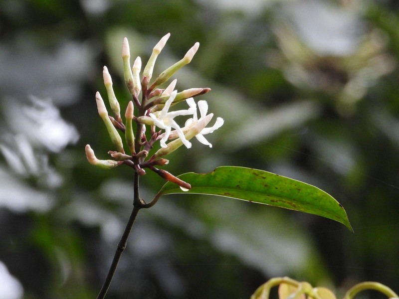 Anodendron benthamianum photo 5