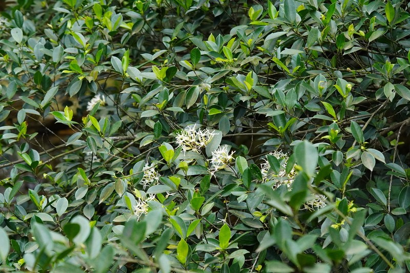 Anodendron benthamianum photo 6