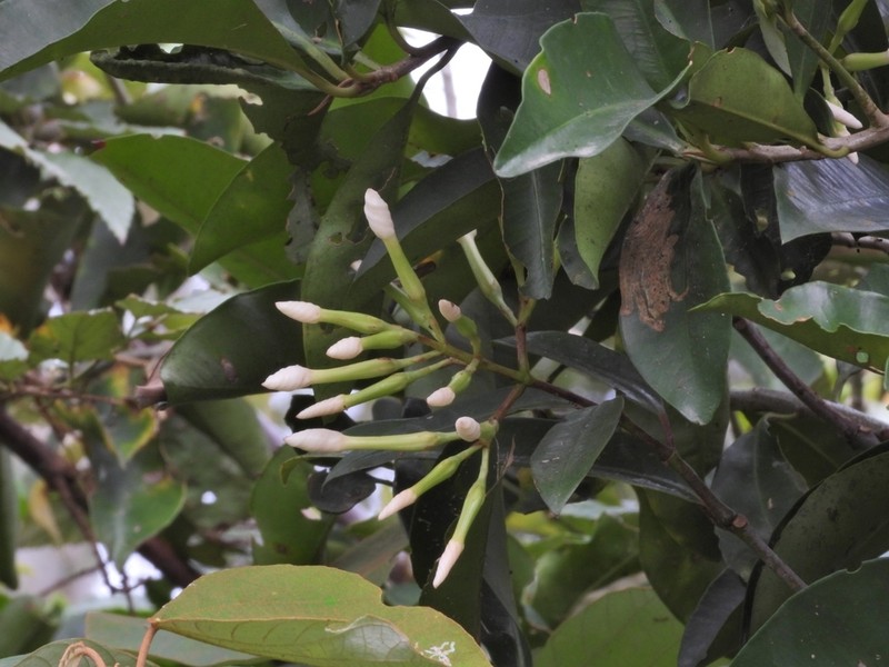 Anodendron benthamianum photo 7