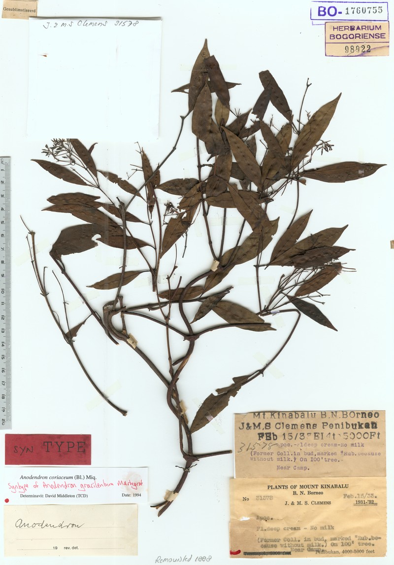 Anodendron coriaceum