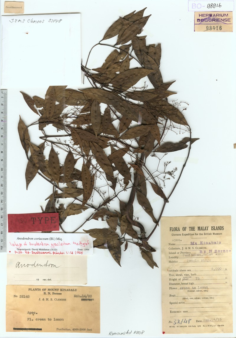 Anodendron coriaceum photo 2