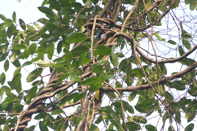 Anodendron parviflorum