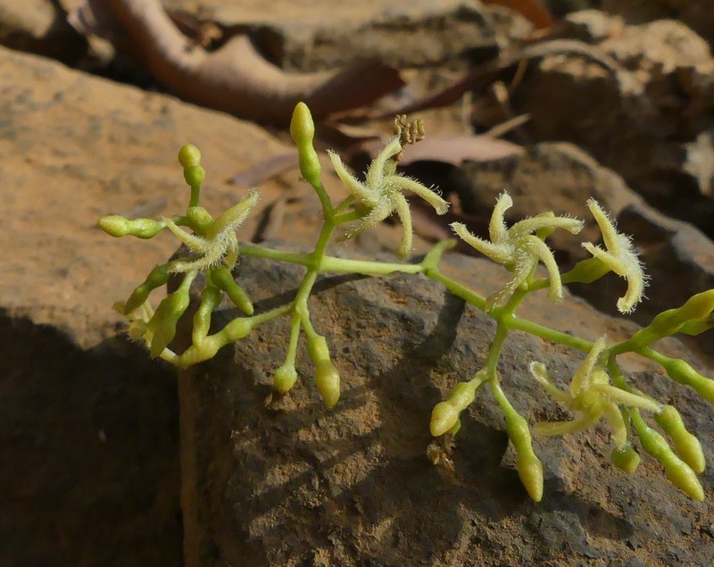 Anodendron parviflorum photo 3