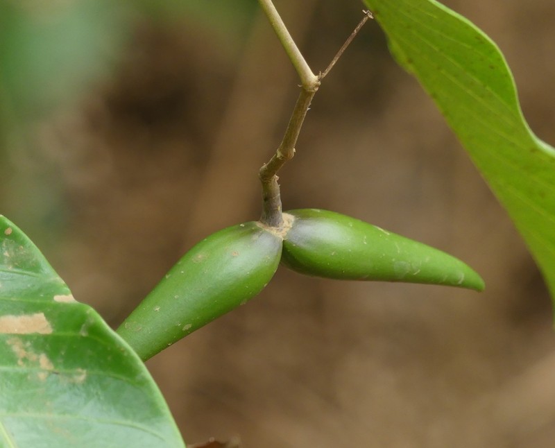 Anodendron parviflorum photo 4