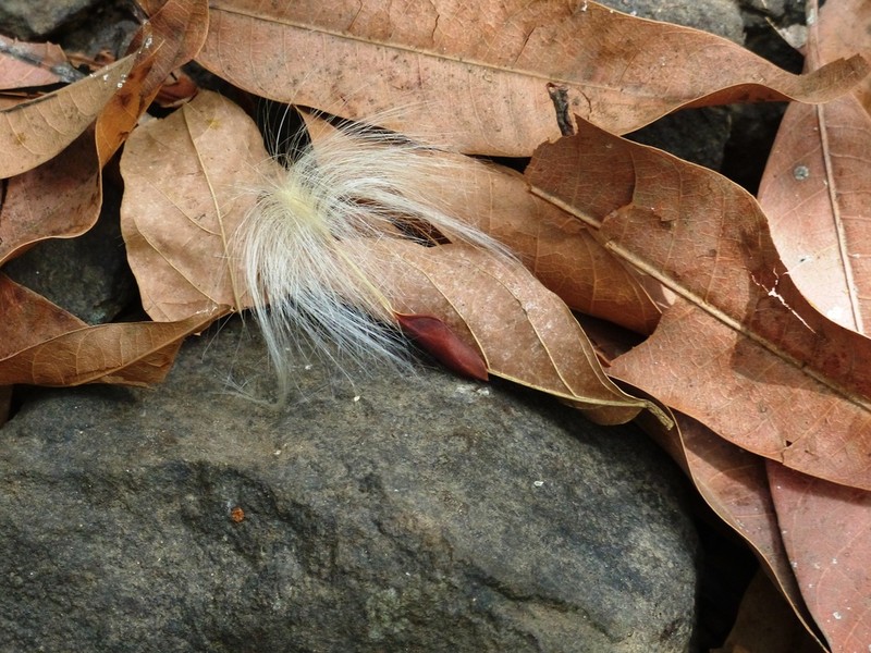 Anodendron parviflorum photo 5