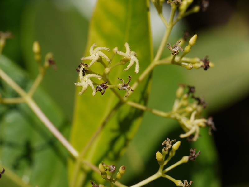 Anodendron parviflorum photo 6