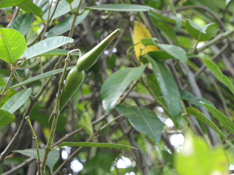 Anodendron parviflorum photo 7