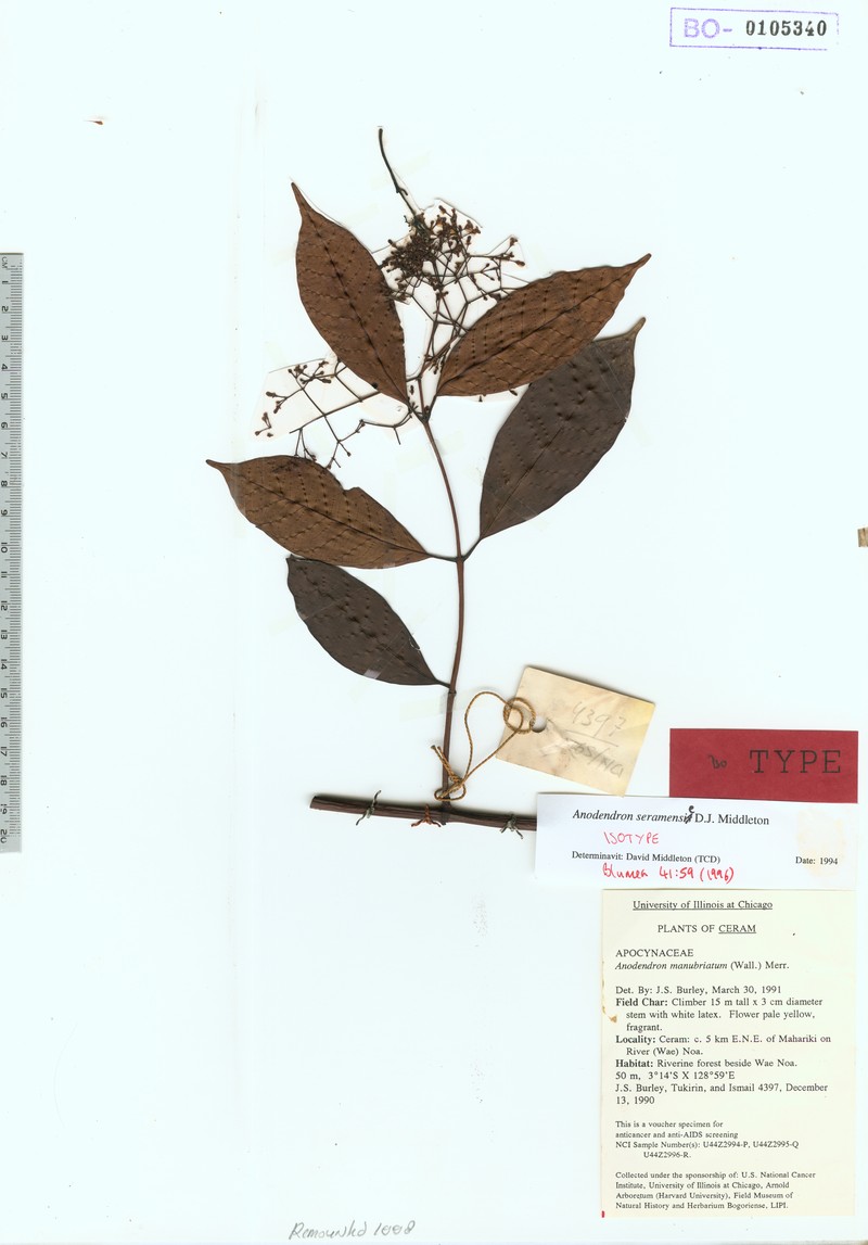 Anodendron seramense