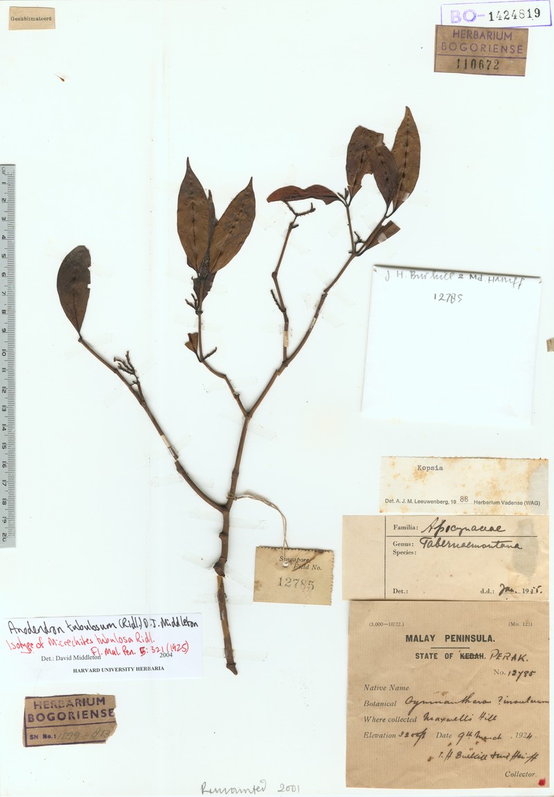 Anodendron tubulosum