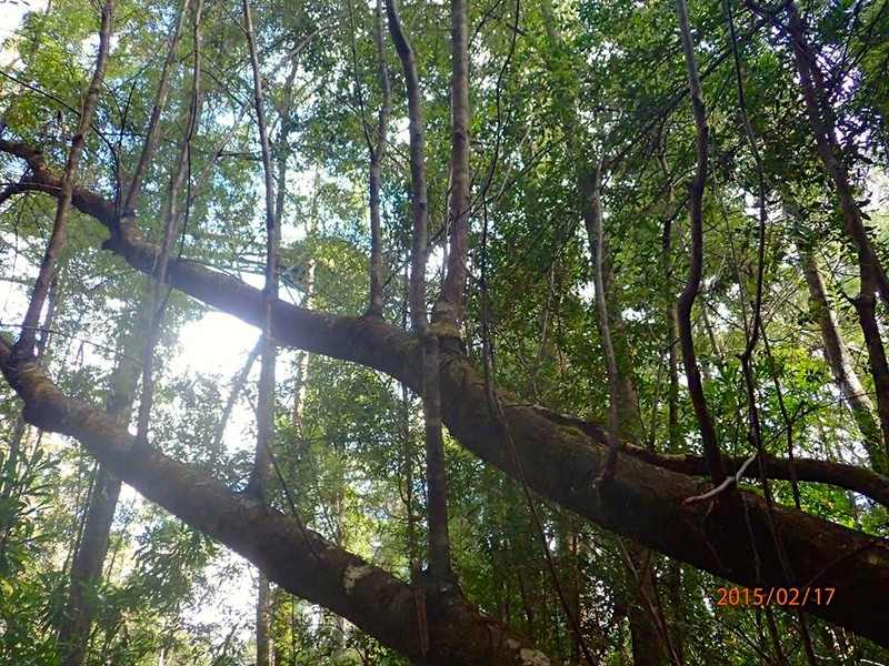 Anodopetalum biglandulosum photo 2