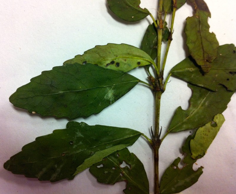 Anodopetalum biglandulosum photo 3