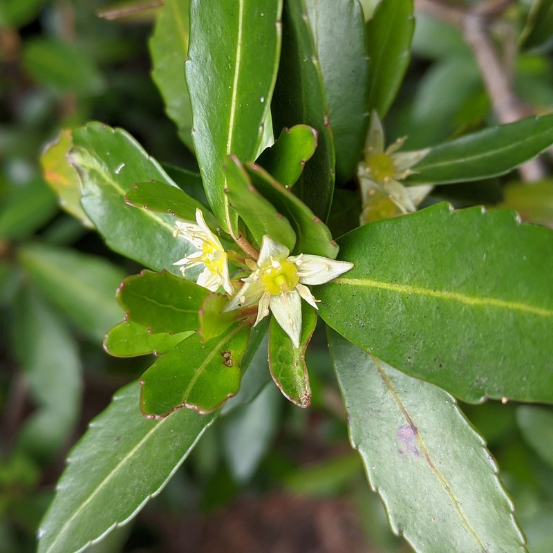 Anodopetalum biglandulosum photo 4
