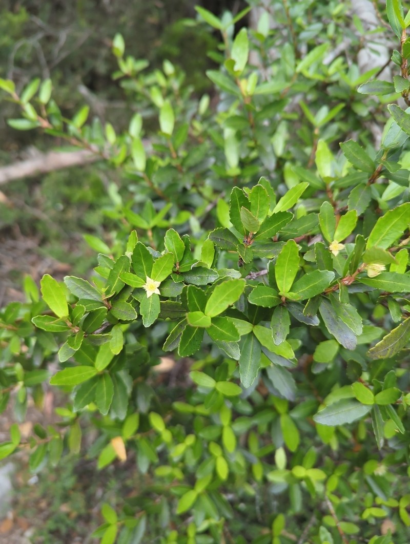 Anodopetalum biglandulosum photo 6